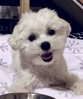 Newborn best sale maltese puppies